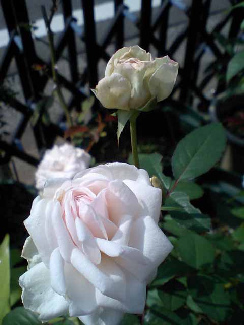 e0063270_18144148.jpg