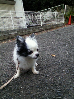 d0034273_1635139.jpg