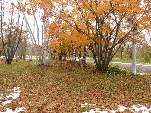 d0084473_20303721.jpg