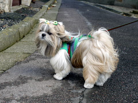 c0090198_4183536.jpg