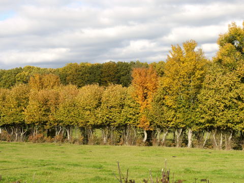 c0090198_4245115.jpg