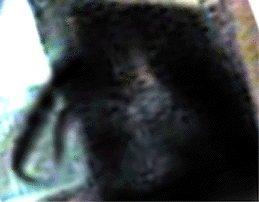 e0103408_1784451.gif