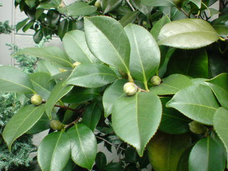 e0177509_23465731.jpg