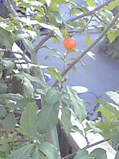 f0049813_14594435.jpg