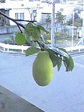 f0049813_14594519.jpg