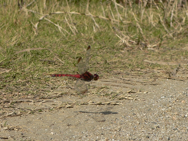 e0002314_23124071.jpg