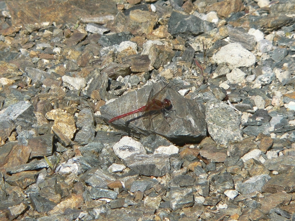 e0002314_23125464.jpg
