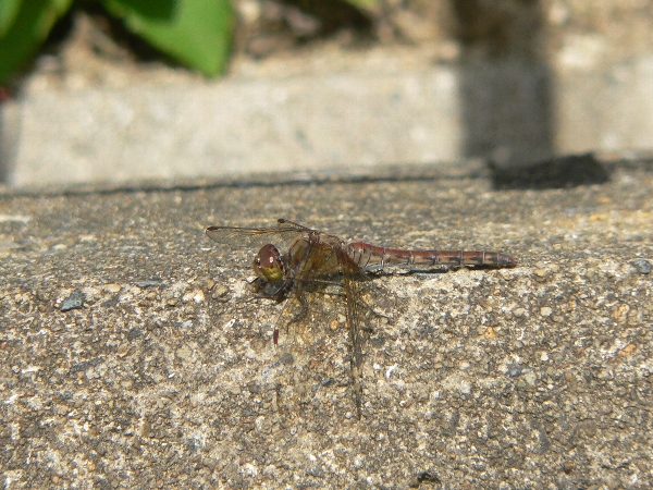e0002314_23131051.jpg