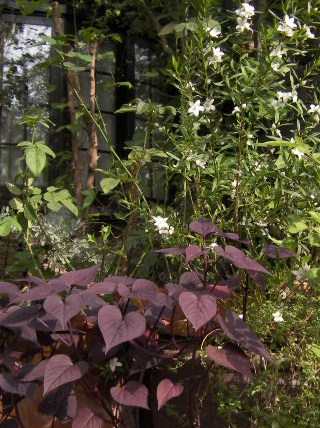 c0204121_720557.jpg