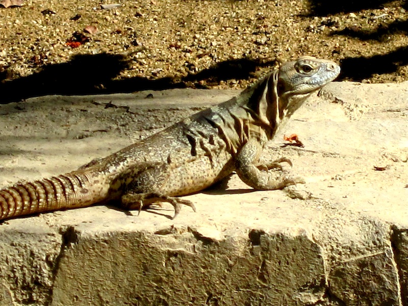 c0150224_6194822.jpg