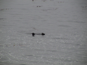 e0057740_340519.jpg