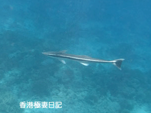 f0190653_12541316.gif