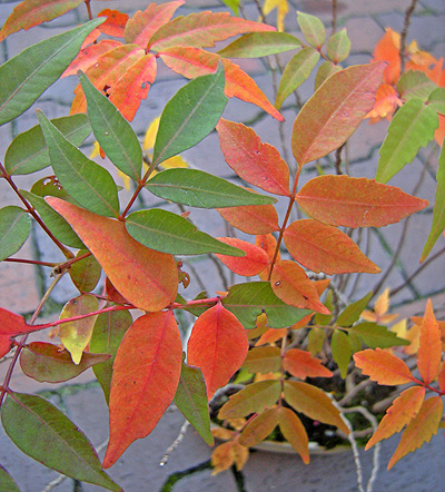 a0001354_21355778.jpg