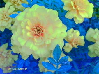 a0136261_1958869.jpg