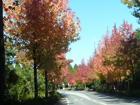 d0082763_2010245.jpg