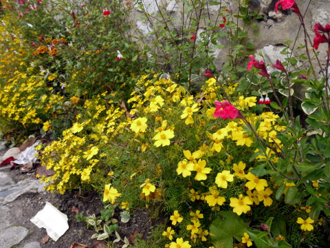 c0090198_4462868.jpg