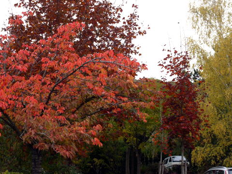 c0090198_44694.jpg