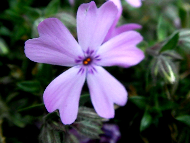 a0157704_644235.jpg