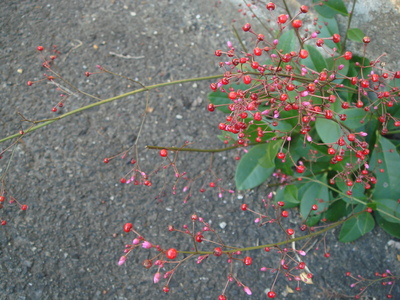 b0199912_17174095.jpg