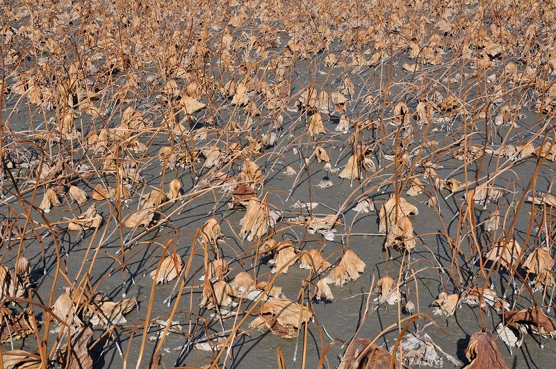 f0213613_222339.jpg