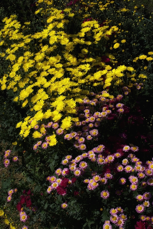 c0198227_20135469.jpg