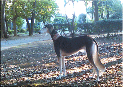 d0016727_22494218.gif