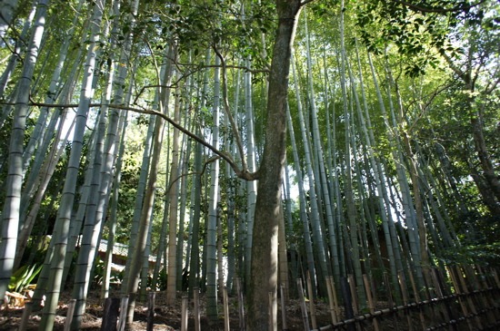 c0153259_1653196.jpg