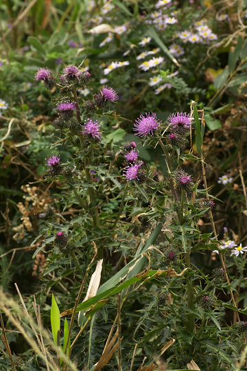 e0054067_034911.jpg