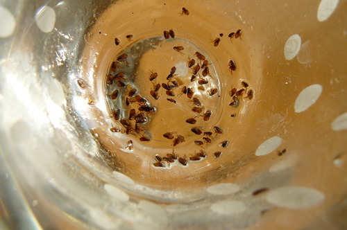 c0093179_8263743.jpg