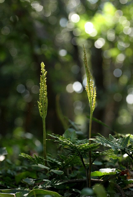f0000789_2323170.jpg