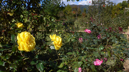 f0060424_1485812.jpg