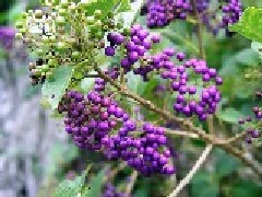 a0098027_1718935.jpg