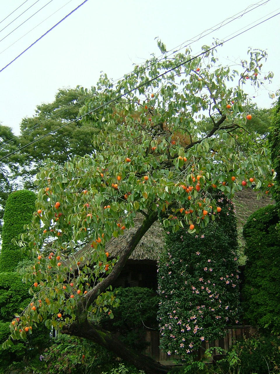 e0126241_14261934.jpg