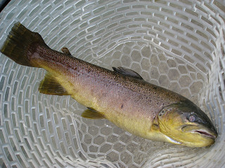 f0065341_15563517.jpg