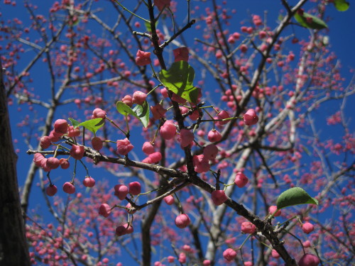 c0179351_20383422.jpg