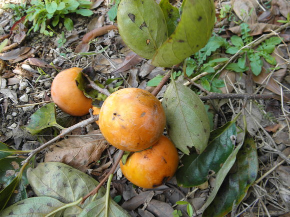 f0201157_6361763.jpg