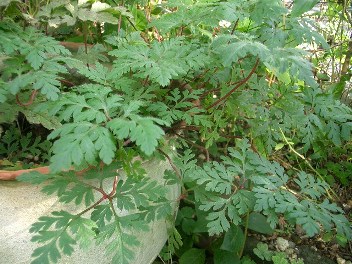 c0186463_18113049.jpg