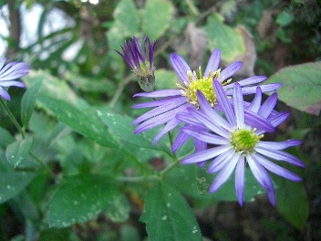 c0186463_1852541.jpg