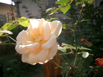 c0186463_1871842.jpg
