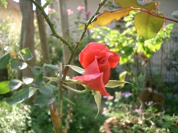 c0186463_1875699.jpg