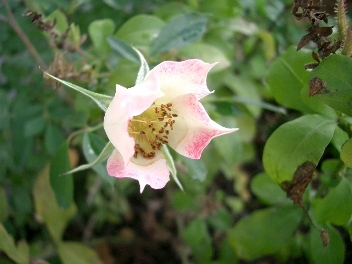 c0186463_1883360.jpg