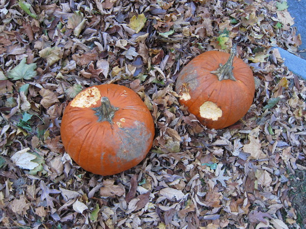 c0120817_7353752.jpg