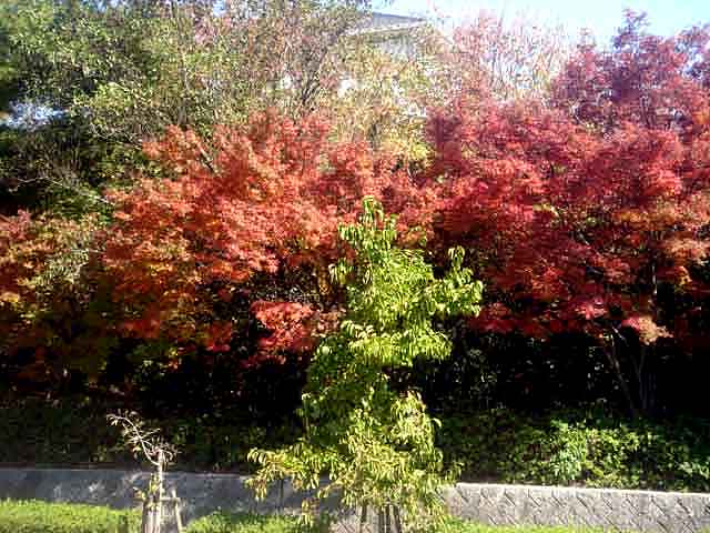 e0083820_21185056.jpg