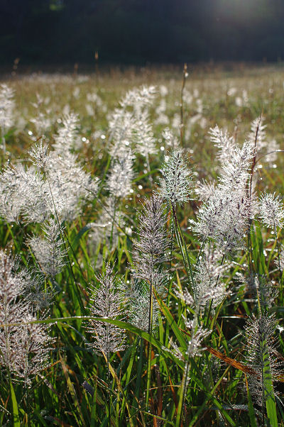 f0007926_108446.jpg