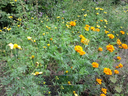 c0108034_20223626.jpg
