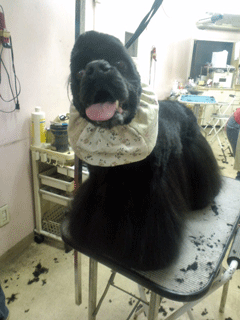 f0203249_21304915.gif