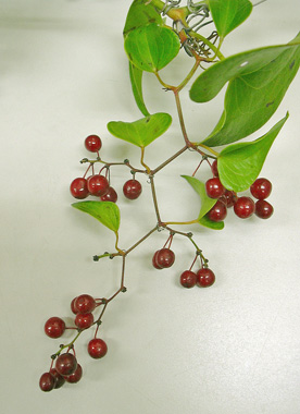 a0001354_213919100.jpg