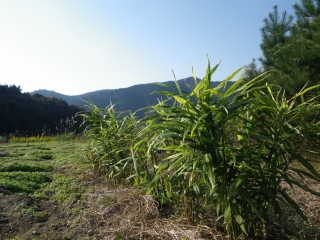 f0055264_19474313.jpg