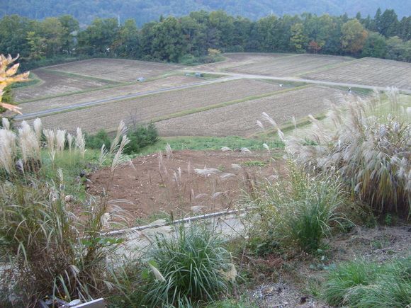 d0152765_2023128.jpg