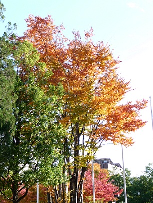 a0141366_23141570.jpg